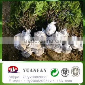 China Polypropylene Nonwoven Fabric , Weed Control, Grape Cover thumbnail-4