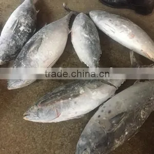 2016 High Quality Frozen Bonito Tuna 200g-300g thumbnail-1