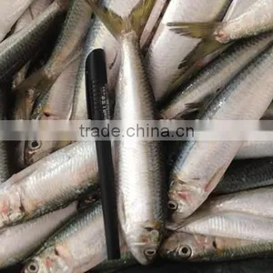 2016 Best Quality Sardine 8-10pcs/kg for Bait thumbnail-2