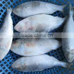 Frozen Sardine Fish/ Shad Fish/ Frozen Sardine Fish Size 4/6 thumbnail-1