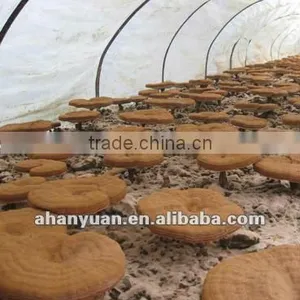 Reishi Extracts thumbnail-1