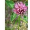 Supplying Red Clover Extract Isoflavones thumbnail-1