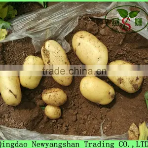 Sell Cheap Onion 2016 Spring Onion Red/Yellow/White Onion thumbnail-5