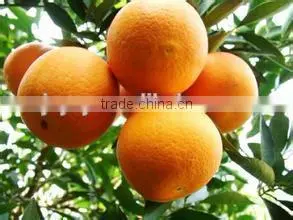 100%pure and High Quality Tangerine Peel Oil With Low Price thumbnail-1