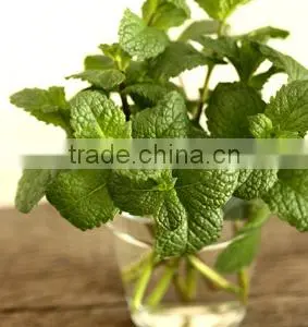 OEM/ODM Pure Natural and Organic Peppermint Essential Oil in Bulk With Fast Delivery thumbnail-4