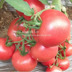 100pcs Tomato Seeds for Planting Good Prices Hybrid Tomato Seeds From China thumbnail-2