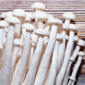 Fresh Mushroom (WWWdotSULEN-INDdotCOM) thumbnail-1