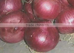 Low Price Fresh Red Onion thumbnail-1