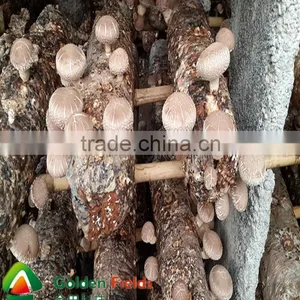 the Most Competitive Market Prices for Shiitake Mushroom thumbnail-4