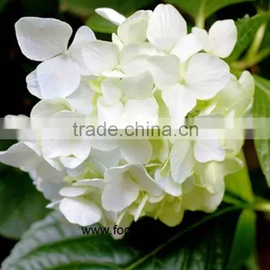 Wholesale Hydrangea Flowers For Wedding Flower Stand For Wedding thumbnail-1