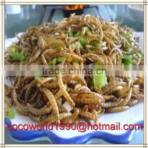 What do Mealworms Like to Eat/how to Make Mealworms/what Kind of Birds Eat Mealworms thumbnail-5