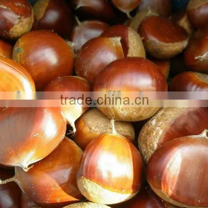 Fresh Natural Chestnut thumbnail-1