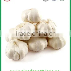 Chinese Jinxiang Grade A Fresh Normal White Garlic on Sale thumbnail-3