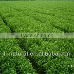 100% Natural China Stevia Leaf Extract ISO, GMP, HACCP, KOSHER, HALAL Certificated thumbnail-2