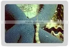 Blue Star Fish thumbnail-1