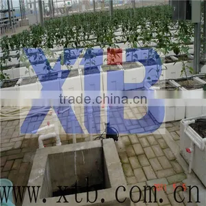 Vegetable Growing Film Greenhouse thumbnail-1