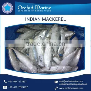 Indian Mackerel Fish at Lowest Price From A Grade Supplier thumbnail-4