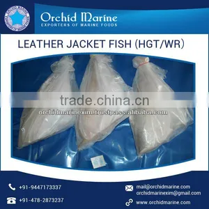 High Protein Filled Leather Jacket Fish at Attractive Price thumbnail-4