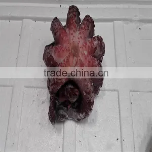 Frozen Big Whole Sea Octopus From Stable Factory thumbnail-1