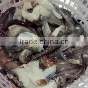 1kg up Giant Squid Tentacle thumbnail-3