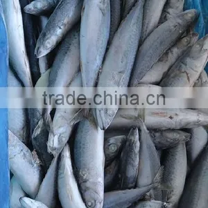 Frozen Fish Mackerel thumbnail-1
