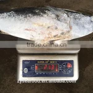 W/R Sea Frozen Skipjack 1000/2000 for Sale thumbnail-3