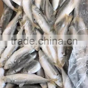 BQF Frozen Horse Mackerel/round Scad thumbnail-3