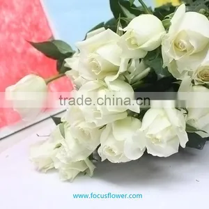 Export Fresh Cut Roses Flowers Tineke Rose Flower From Kunming thumbnail-5