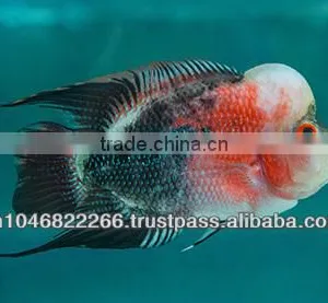 Flowerhorn Fish Farm and Wholesale in Thailand thumbnail-4