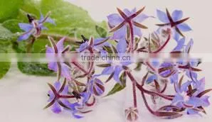 Borage Oil thumbnail-1