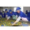 Apple Juice Processing Production Line Equipment thumbnail-1