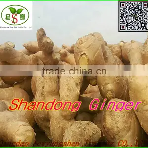 Pollution-free Garlic/pure White Garlic, Garlic Exports thumbnail-4