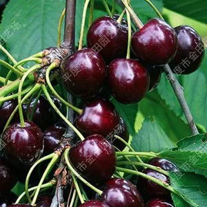 Lin Bao Cherry Seedling thumbnail-1