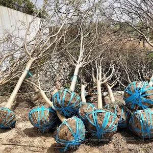 Prices of Lagerstroemia Indica in 2021, Prices of Crape Myrtle, Nursery thumbnail-5