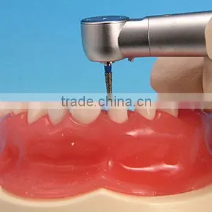 Pediatrics Typodont Teeth Model (20 Teeth) With Removable Screw Teeth thumbnail-4