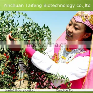 2015's New Crop Ningxia Lycium Barbarum L. Wholesale thumbnail-3