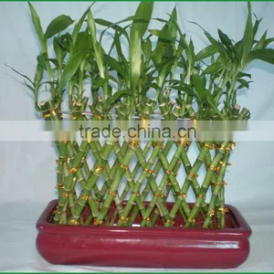 18 Stems Braided Lucky Bamboo Bonsai Tree Dracaena Sanderiana Indoor Aquatic Feng Shui Plants Nursery Garden Decoration thumbnail-2