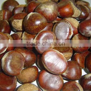 Fresh Sweet Chestnut for Sales thumbnail-2