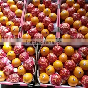 Fresh Citrus Fruit Navel Orange 2015 thumbnail-5
