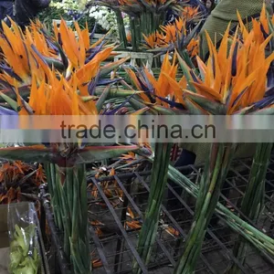 Fresh Cut Flowers Multicolor Bird of Paradise Flowers thumbnail-2