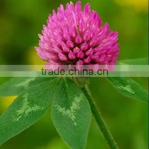 GMP High Quality Natural Red Clover Extract Isoflavone thumbnail-2