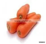 Fresh Carrot thumbnail-1