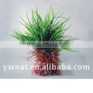 Aquarium Plants thumbnail-1