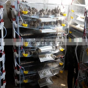 Layer Quail Cage for Sale & Layer Quail Cage for Poultry Farm Equipment thumbnail-4