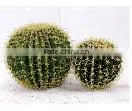Indoor & Outdoor Decoration Artificial Ball Cactus thumbnail-2