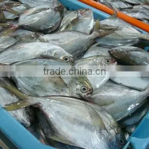 Frozen Butter Fish Whole Round thumbnail-3