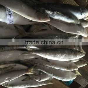 Dongguan Beinuo Sardine Frozen Sagax From China Famous Supplier thumbnail-4