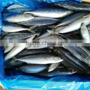 Scomber Japonicus Grade A Frozen Pacific Mackerel thumbnail-4