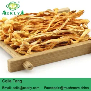 Herb Flower Dried Cordyceps thumbnail-4