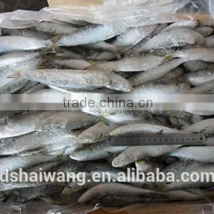 Hot Sales Sardines With Size 140 - 160 Pcs /10 kg thumbnail-1